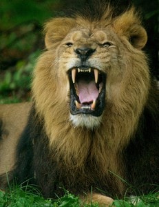 Lion_roaring