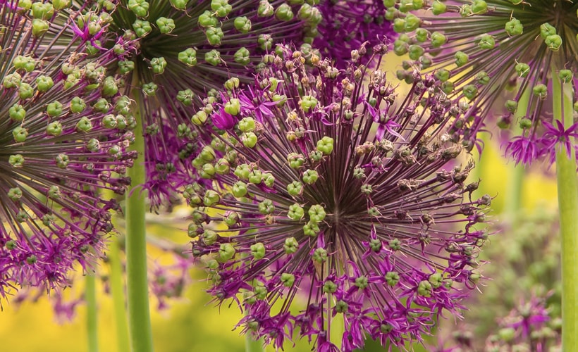 Hormones and Fertility