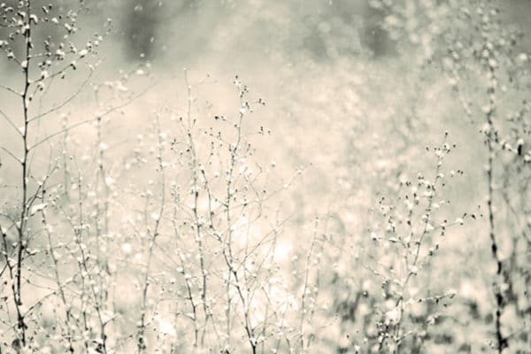 Our Gift to You – Peace of Mind + Body this Holiday Season