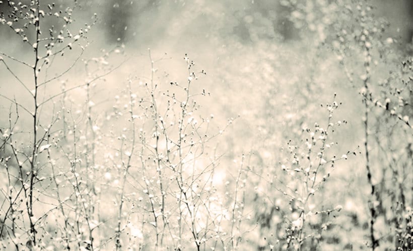 Our Gift to You – Peace of Mind + Body this Holiday Season