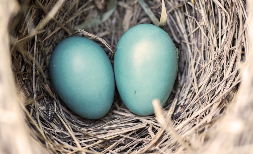 Correlation Between Aging and Fertility in Women