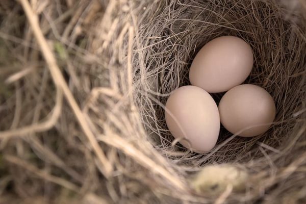 The IVF Process From Start to Finish.jpg The IVF Process From Start to Finish